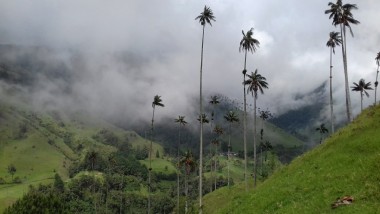 Colombia // Les palmiers géants  de Salento
