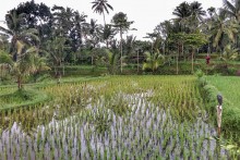 Indonésie - Lombok // En immersion dans les rizières de Tetebatu