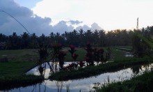 Indonésie - Bali // Ubud entre ville et nature