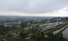 Indonésie - Bali // dans les rizières classées au patrimoine de l'UNESCO